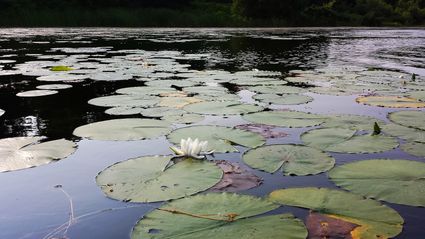 Mille Lacs County, MN