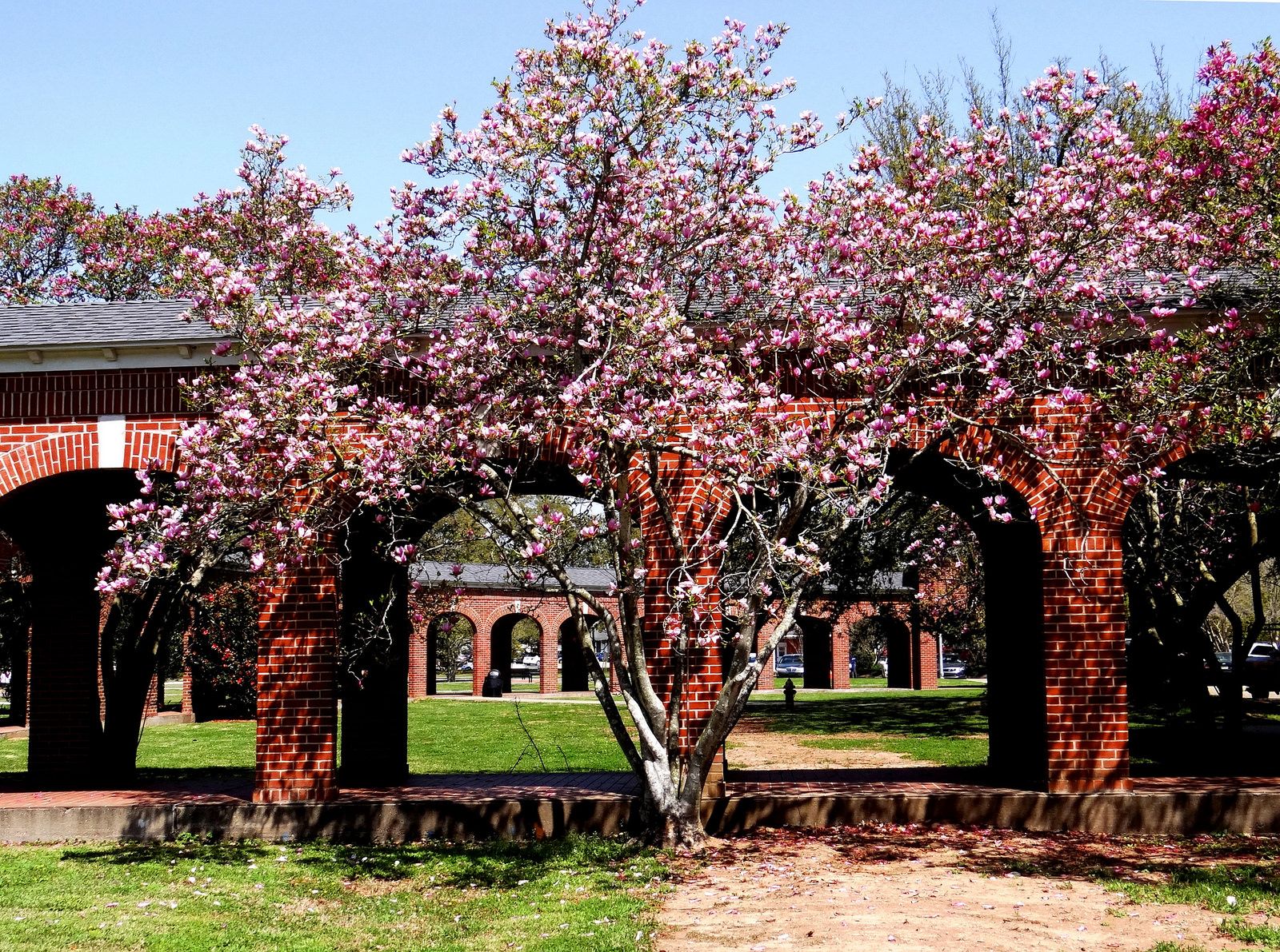 Carencro, LA Data USA