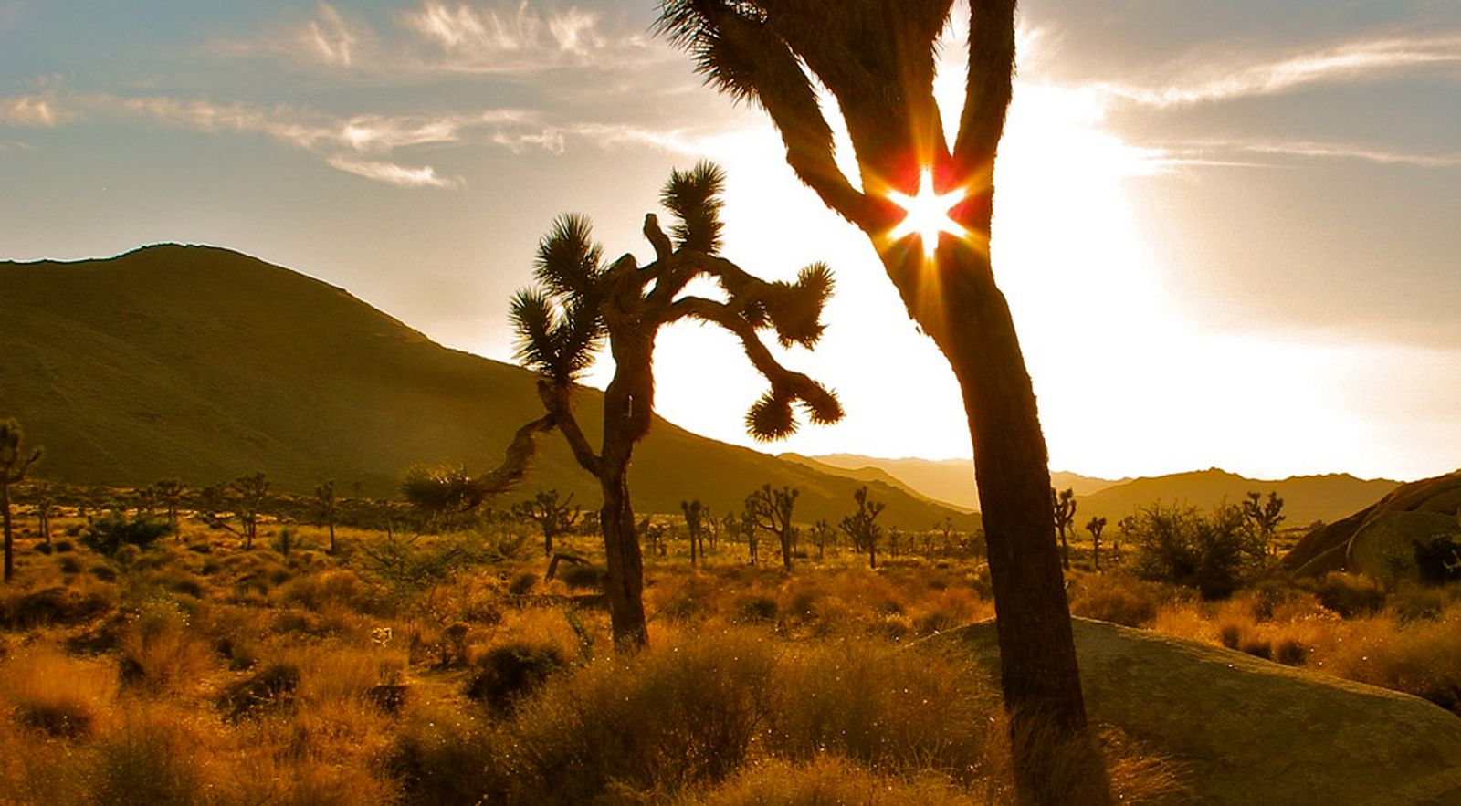 Joshua Tree, CA Data USA