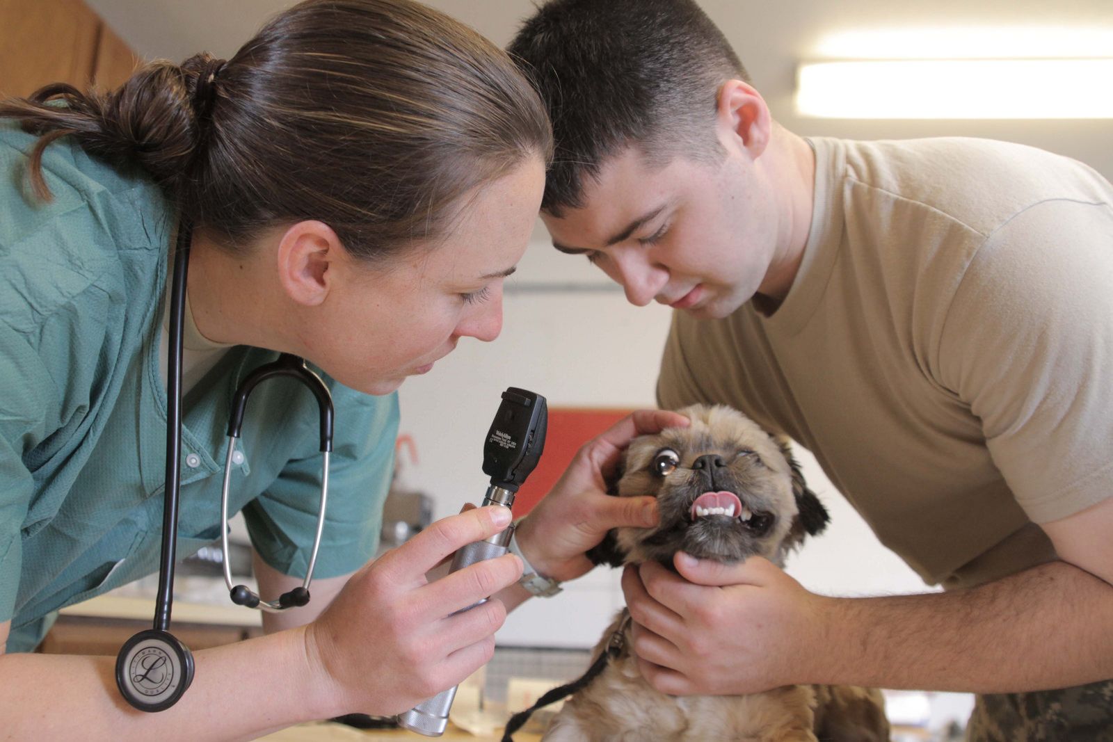 Veterinarians | Data USA